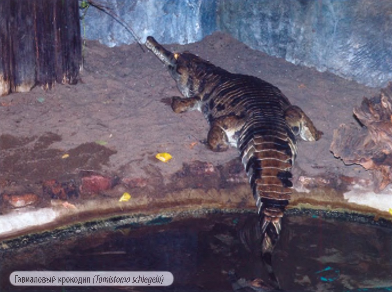 Гавиаловый крокодил (Tomistoma schlegelii).