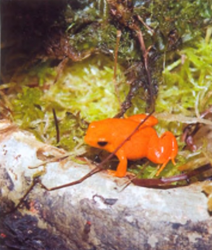 Золотая мантелла (Mantella aurantiaco), полностью поместится на ногте...