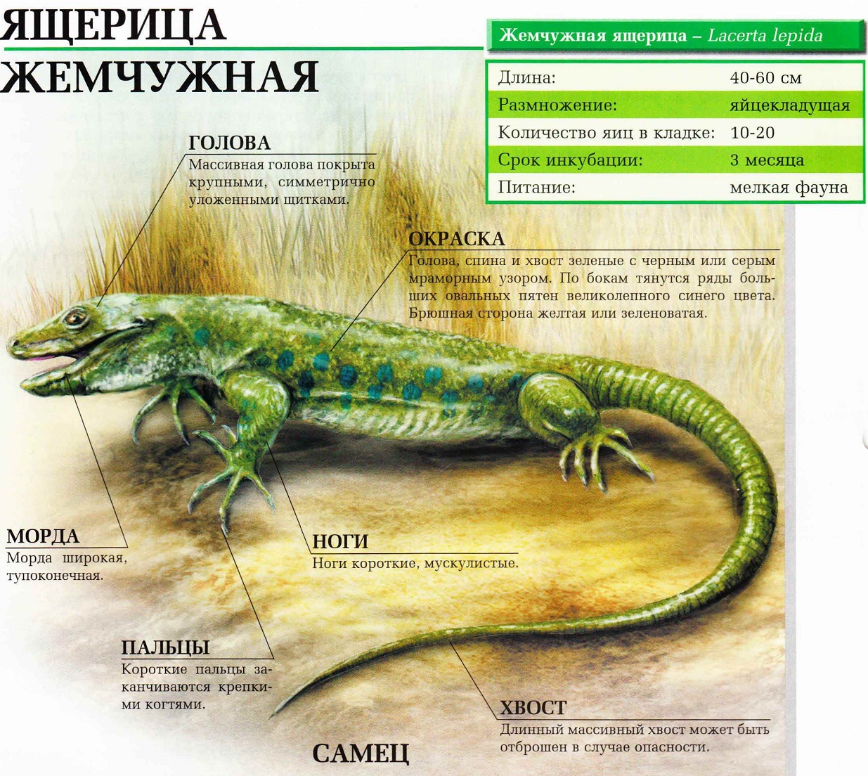 Ящерица жемчужная.