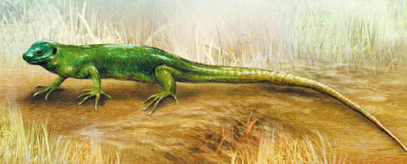 Трехлинейчатая ящерица (Lacerta trilineata).
