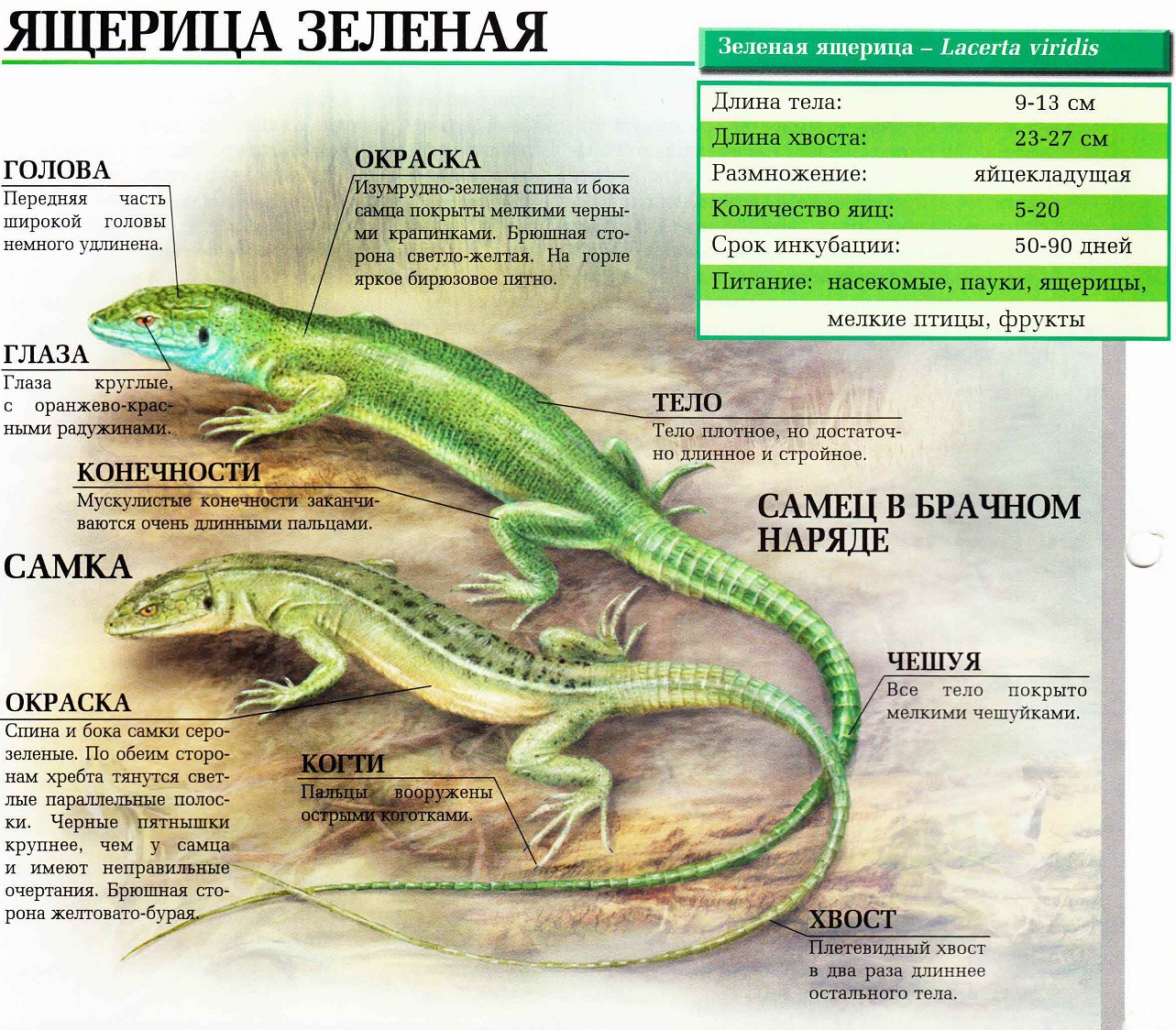 Зеленая ящерица.