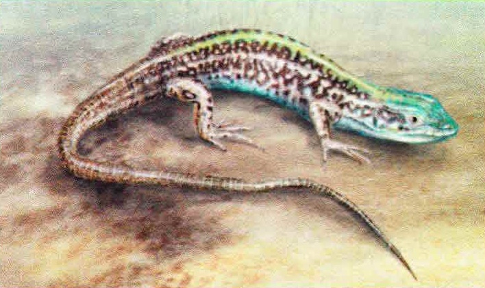 Крымская ящерица (Podarcis taurica).
