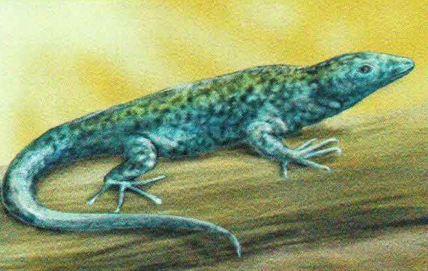 Далматинская ящерица.