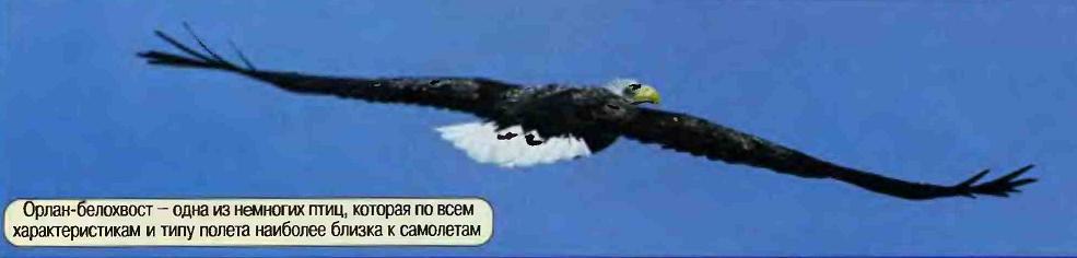 Аэродинамика и механика полёта птиц.
