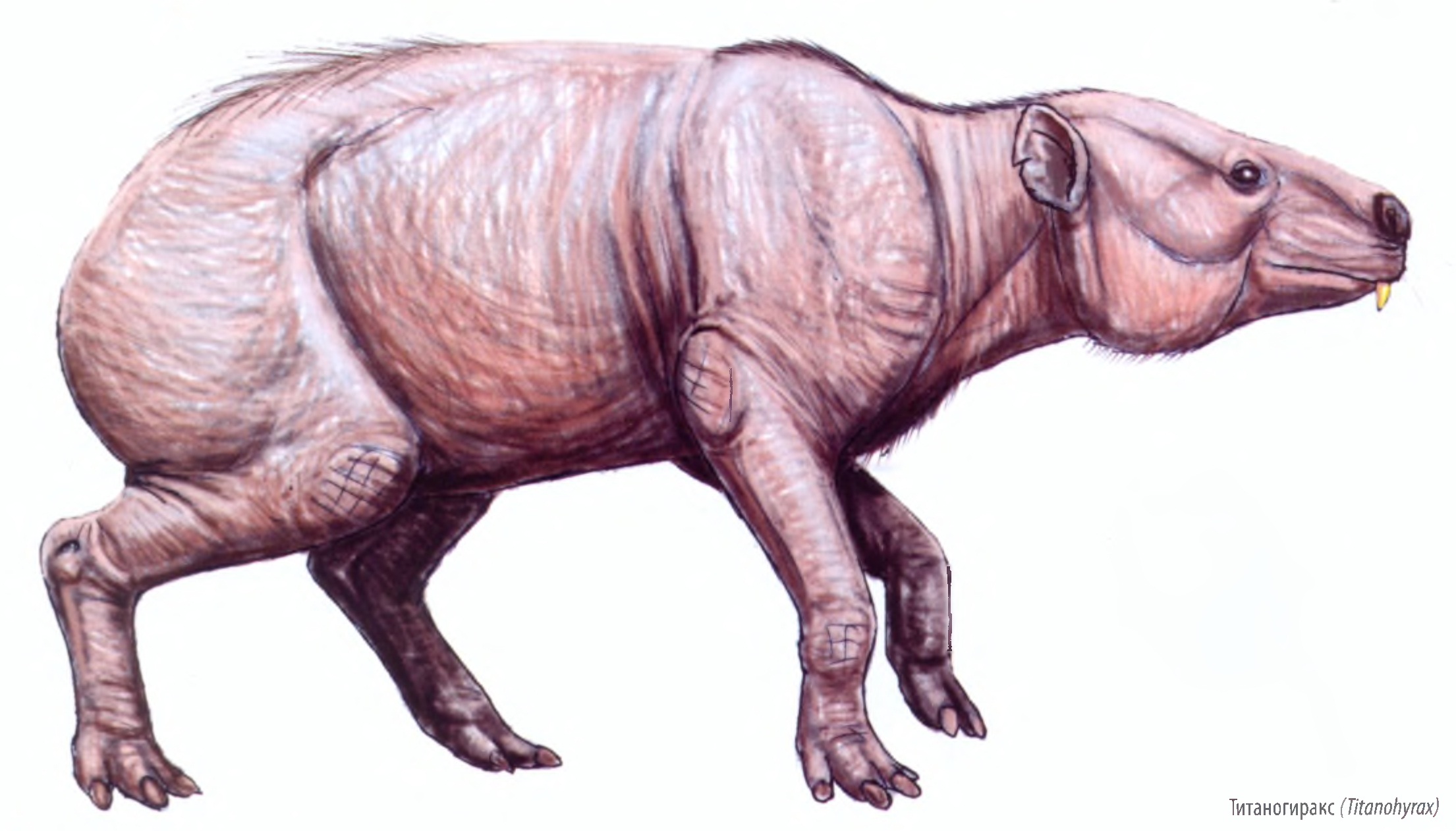 Титаногиракс (Titanohyrax)
