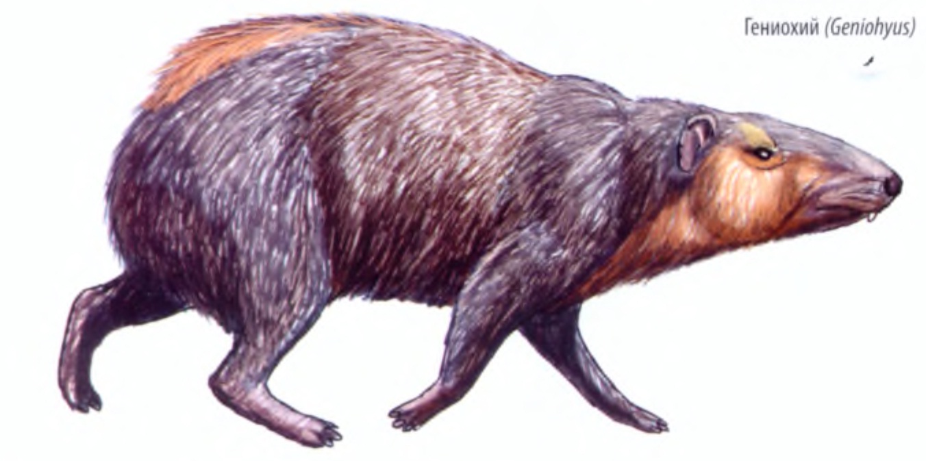 Гениохий (Geniohyus)