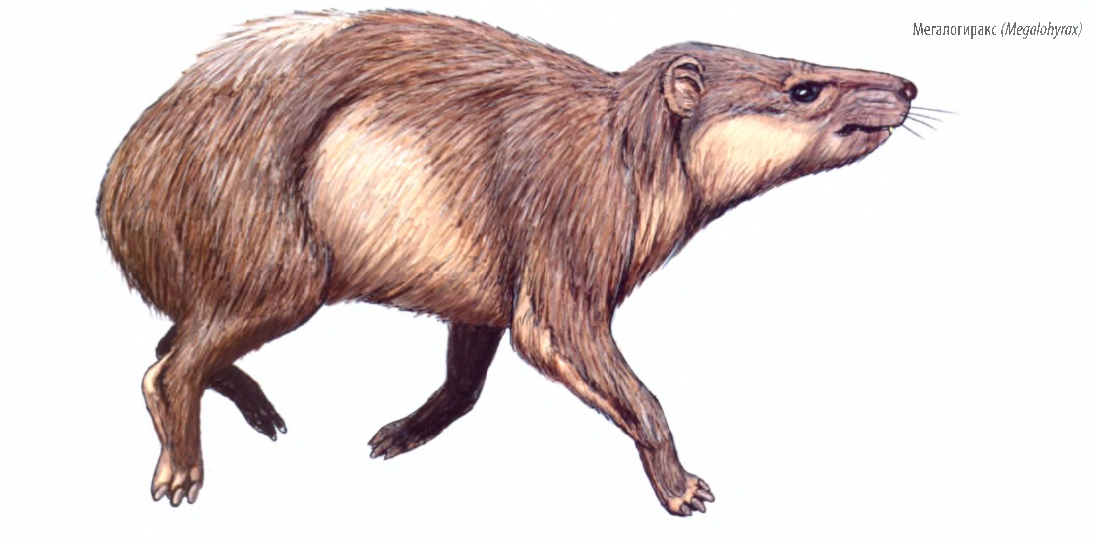 Мегалогиракс (Megalohyrax)