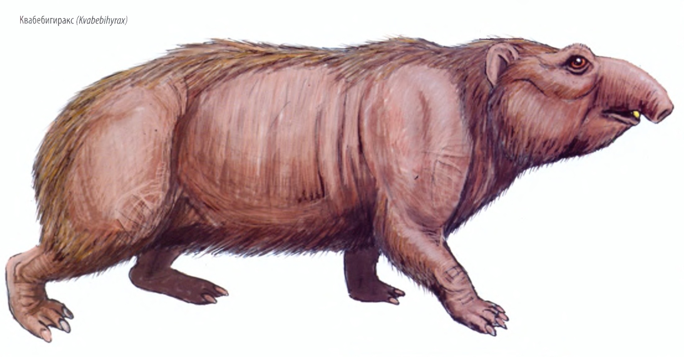 Квабебигиракс (Kvabebihyrax)
