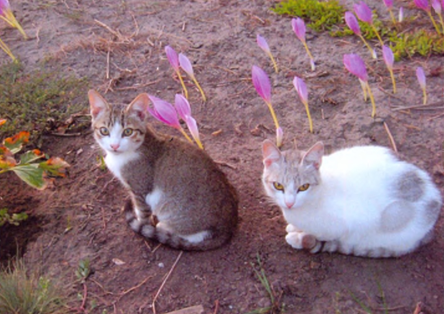 Котики, которые интересовались птенцом.