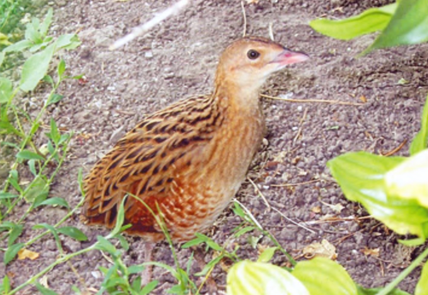 Птенец дыркача (коростель).