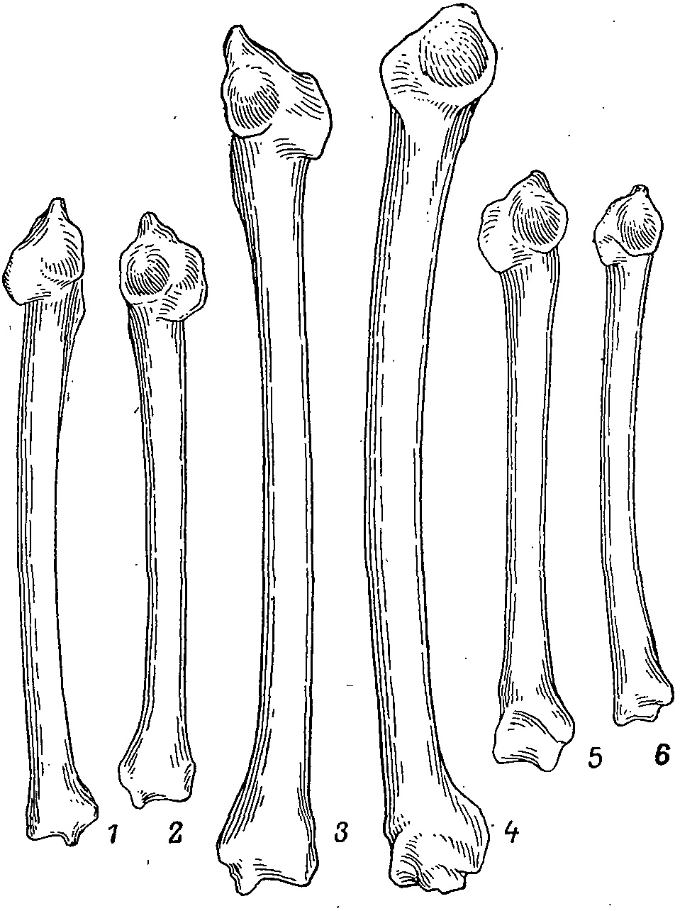 Рис. 3. Плечевые кости куриных птиц. 1 — Lagopus lagopus, 2 — Tympanuchus phasianellus, 3 — Tetrao urogallus; 4 — Crax spp.; 5 — Tetraogallus himalayensis; 6 — Phasianus colchicus.