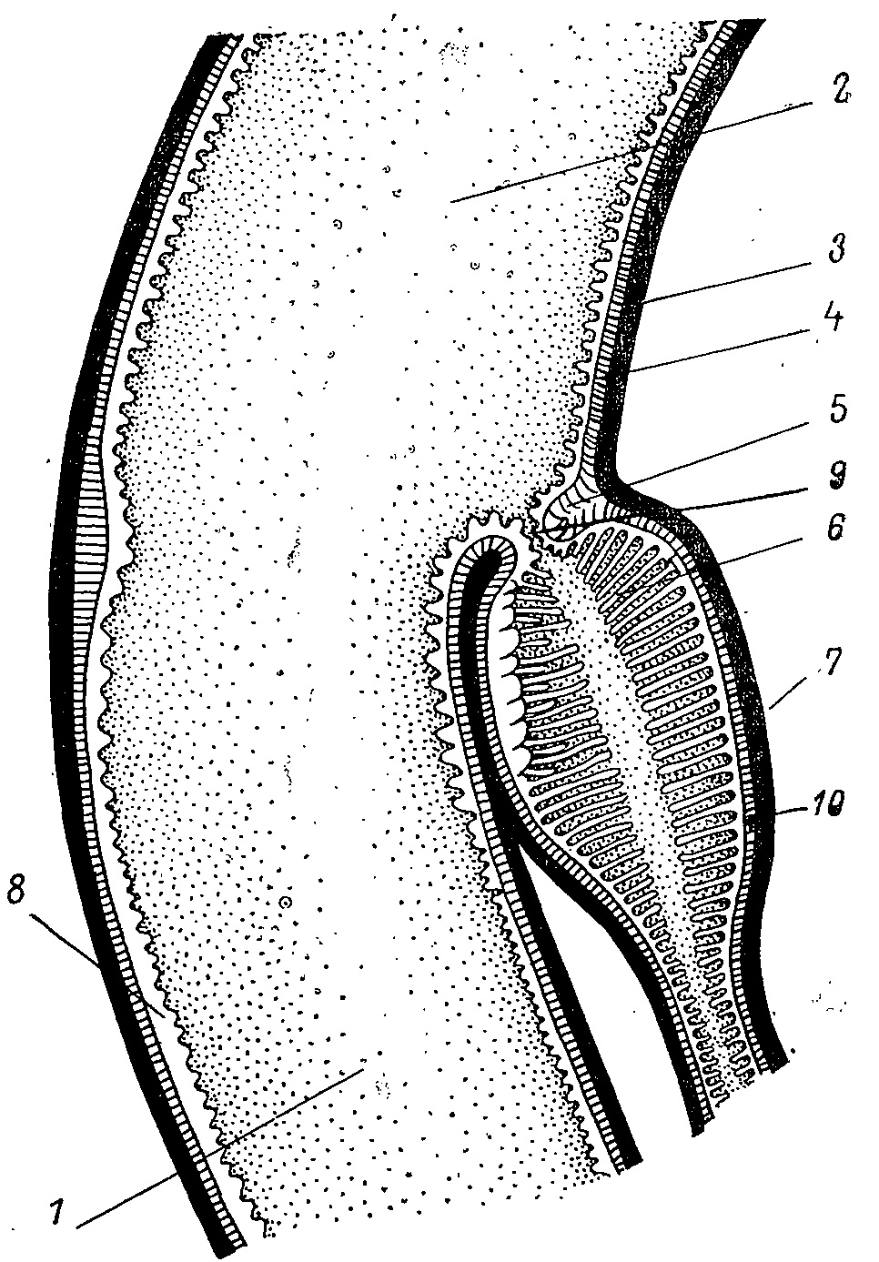 Tetrao urogallus - глухарь.