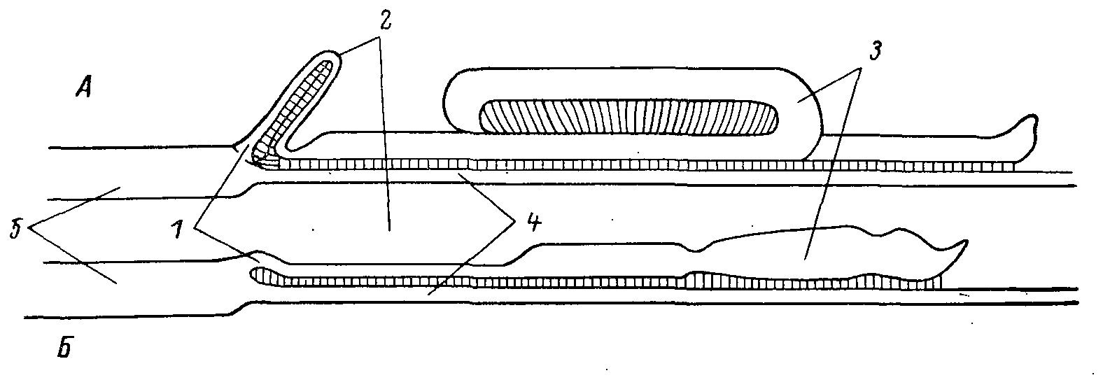 Centrocercus urophasianus – шалфейный тетерев.
