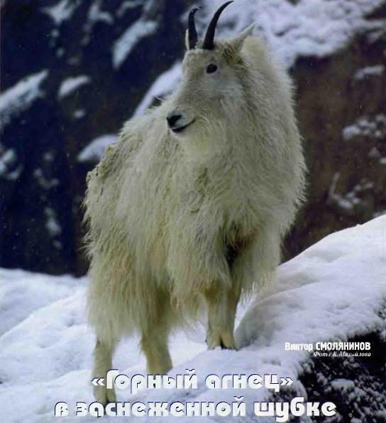 Американские снежные козы.