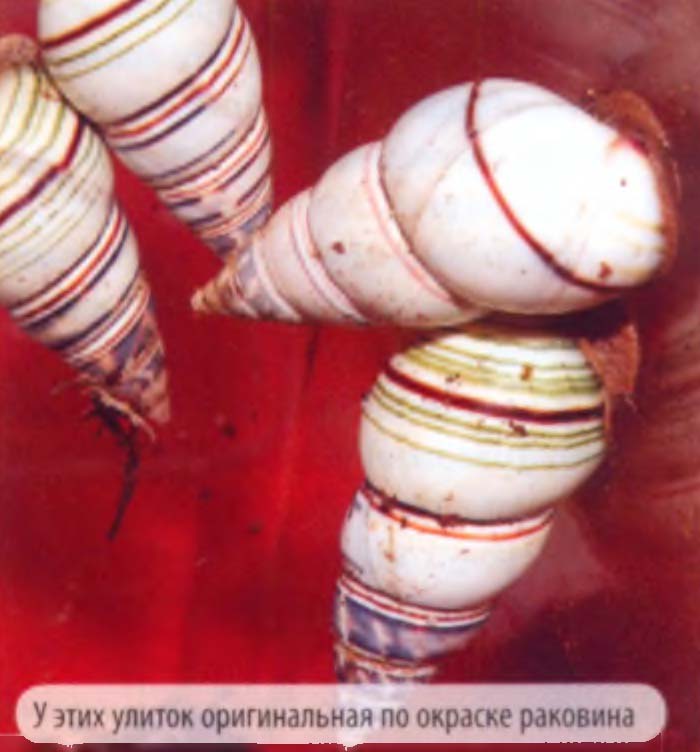 У этих улиток оригинальная по окраске раковина.
