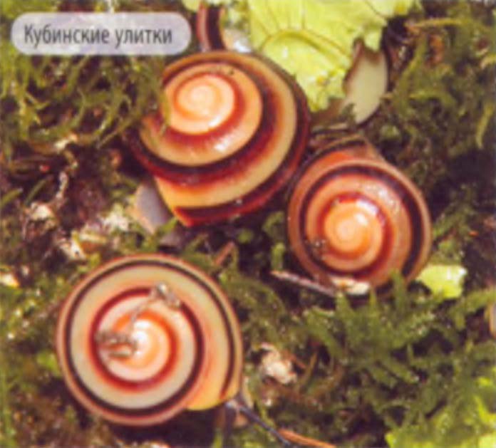Кубинские улитки.