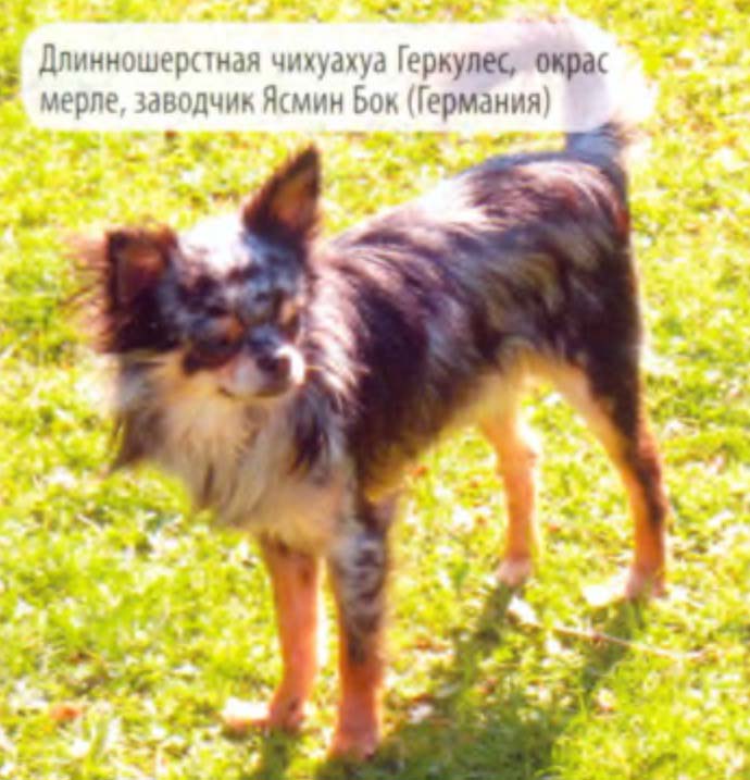 Длинношерстная чихуахуа Геркулес, окрас мерле, заводчик Ясмин Бок (Германия).