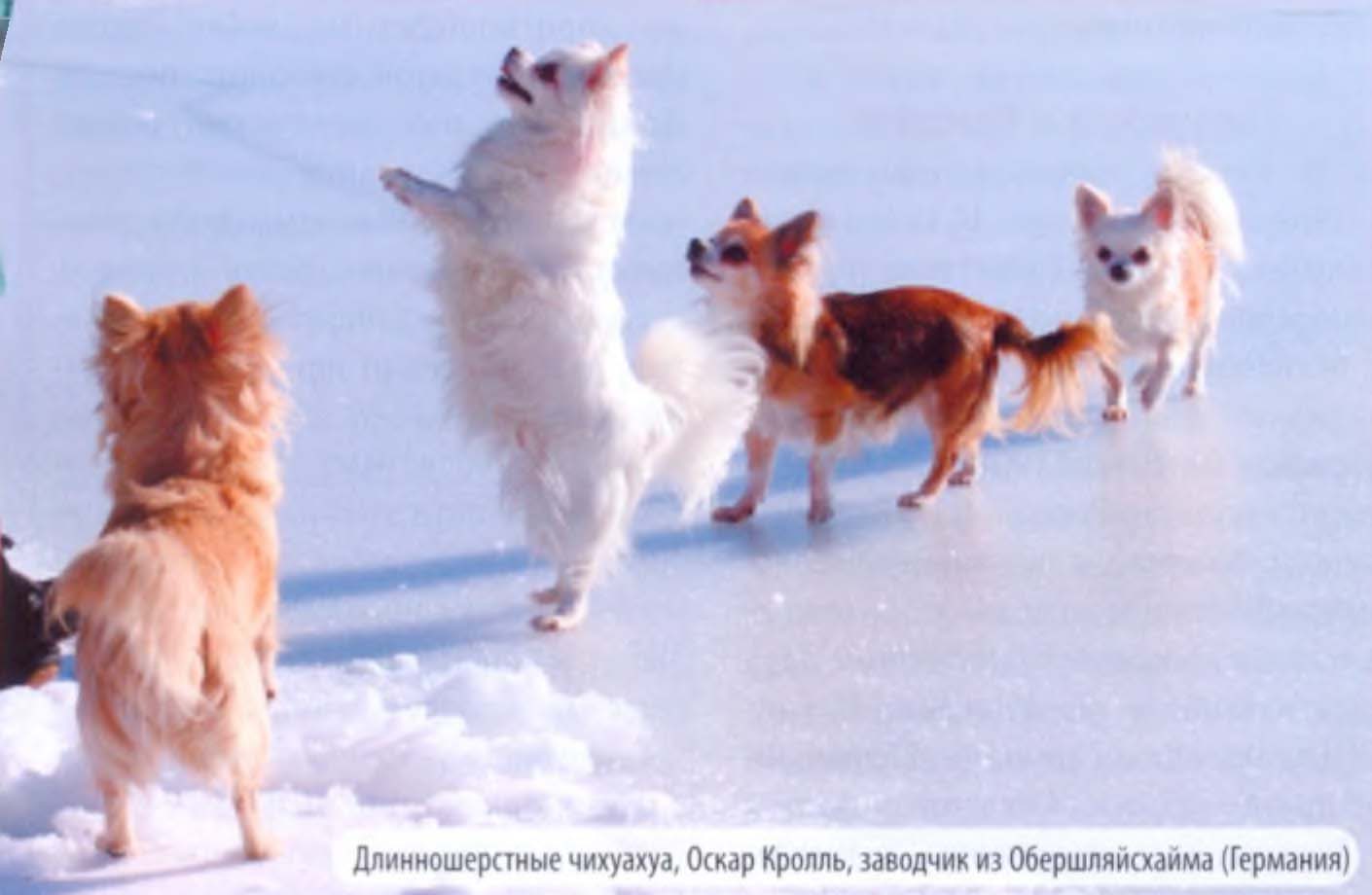 Длинношерстные чихуахуа, Оскар Кролль, заводчик из Обершляйсхайма (Германия).