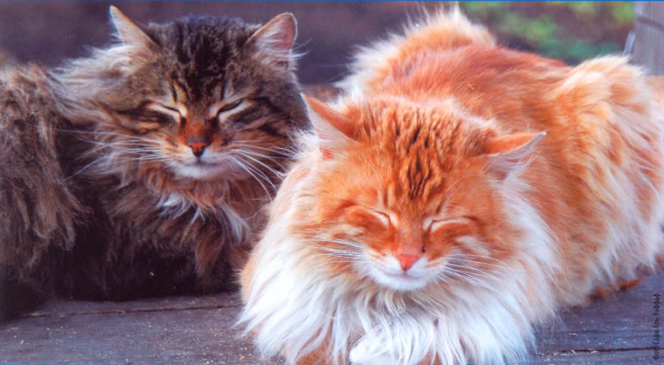 Дремлющие кошки.