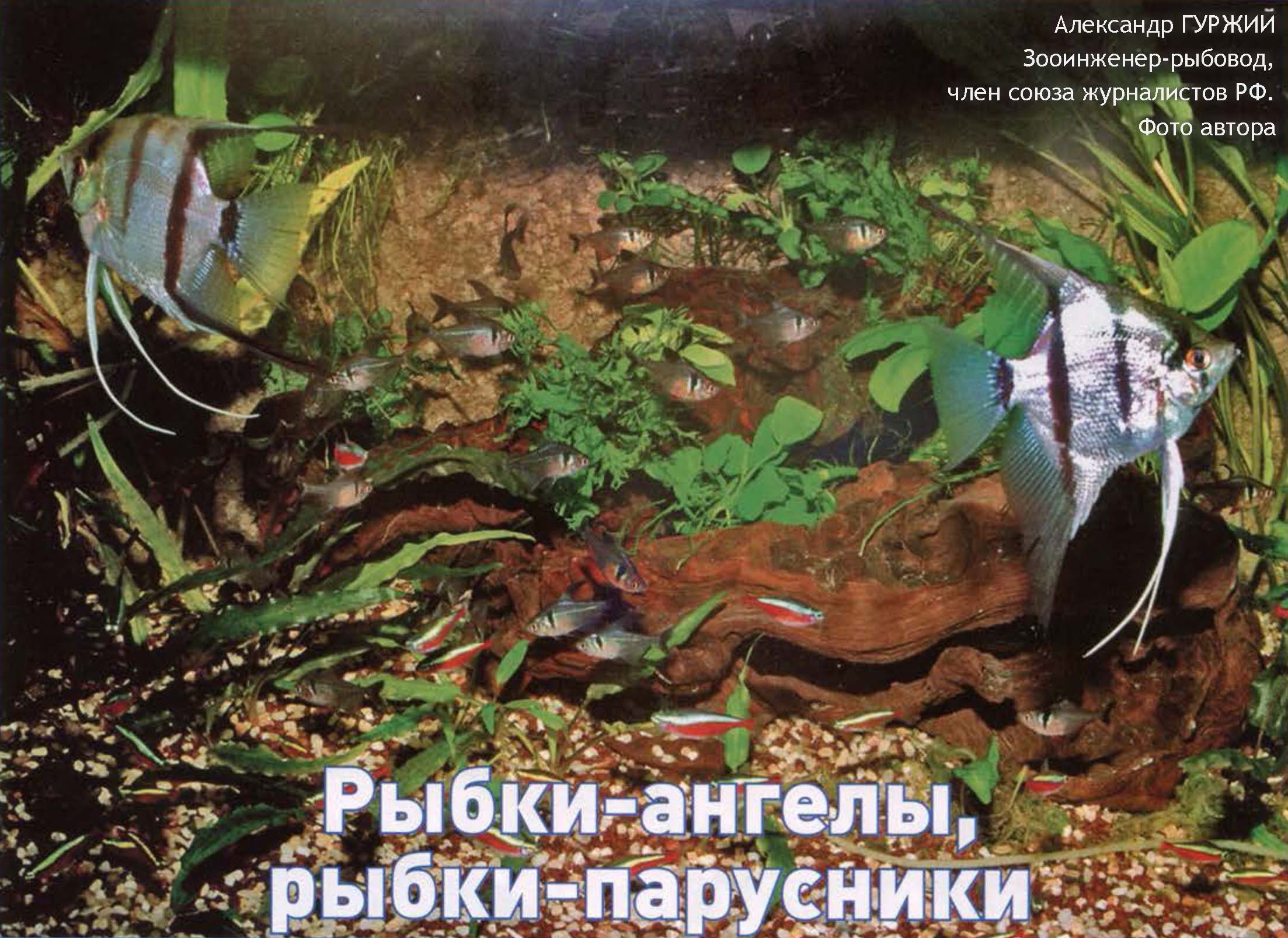 Скалярии с природной окраской в аквариуме.