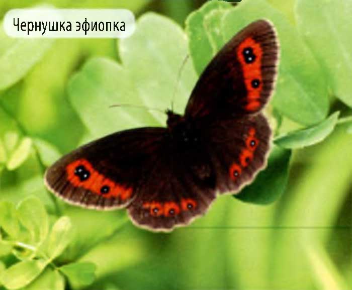 Чернушка эфиопка.