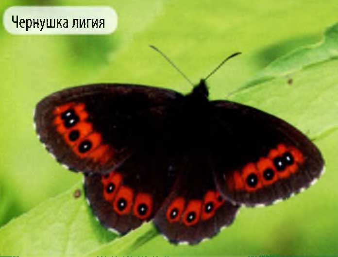 Чернушка лигия.