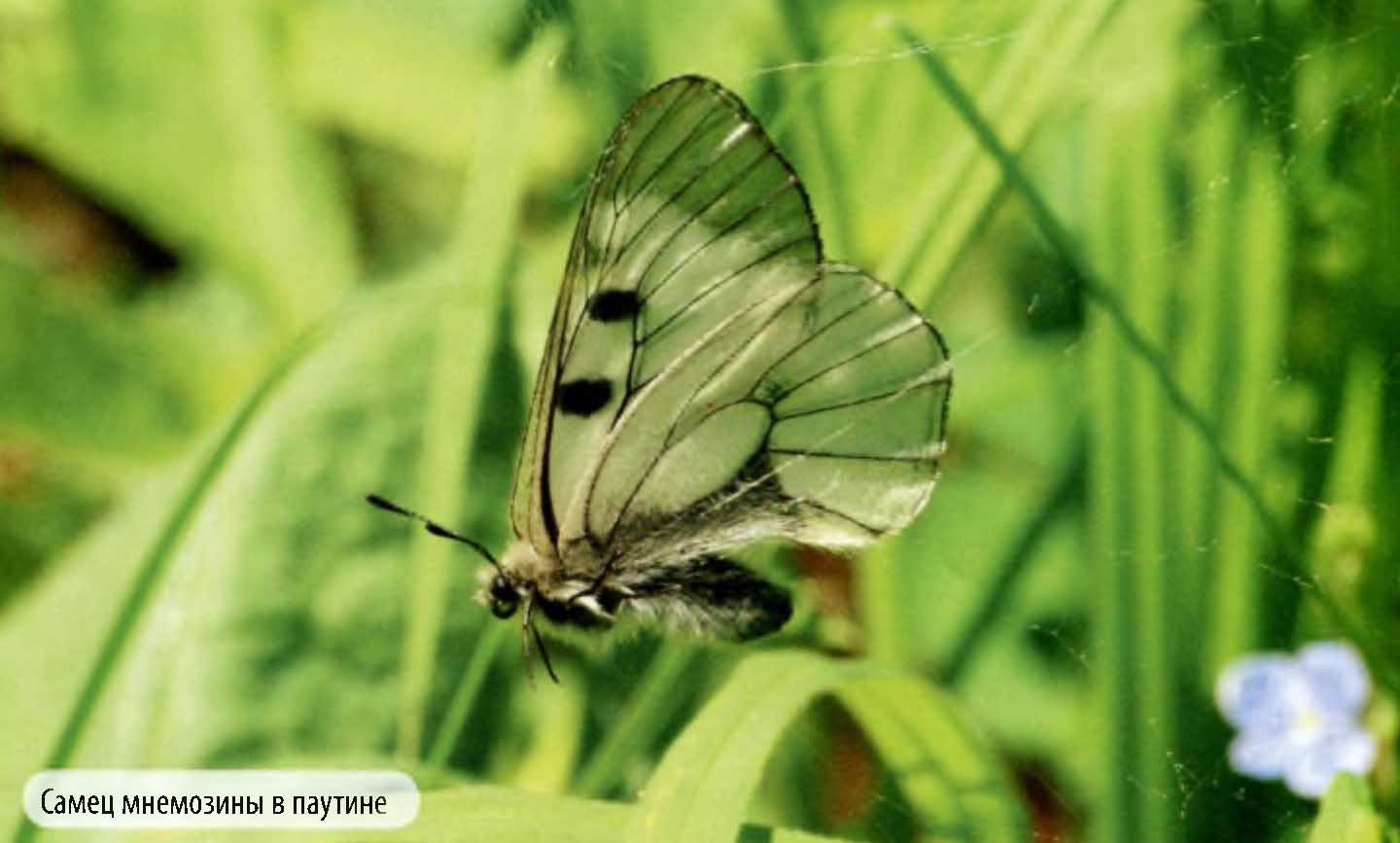 Самец мнемозины в паутине.
