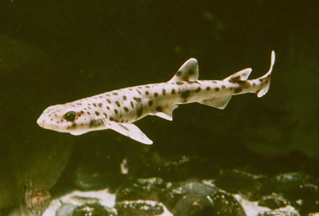 Отряд carchariniformes – кархаринообразные Чёрного моря.