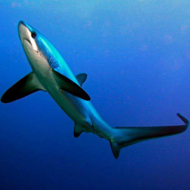 Отряд lamniformes – ламнообразные рыбы Чёрного моря.