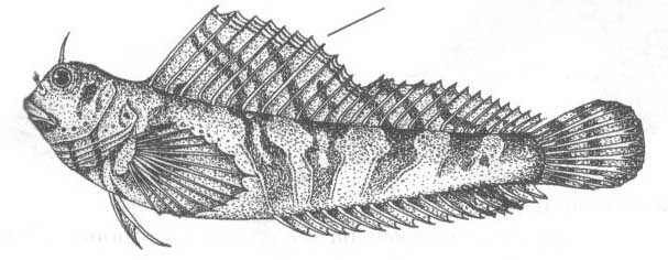Семейство Blenniidae (Собачковые).