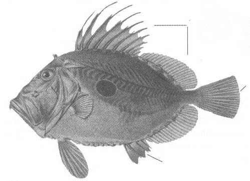 Семейство Zeidae (Солнечниковые).