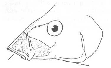 Семейство Centracanthidae (Смаридовые).