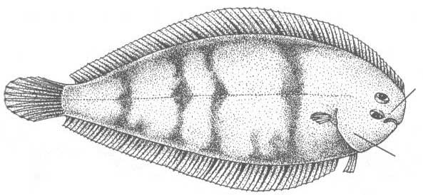 Семейство Soleidae (Солевые).