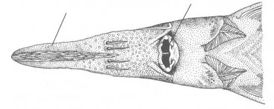 Севрюга - acipenser stellatus.