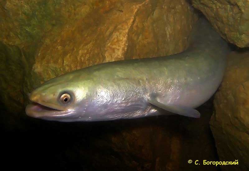 Угреобразные Чёрного моря (anguilliformes). Подкласс neopterygii - новоперые.
