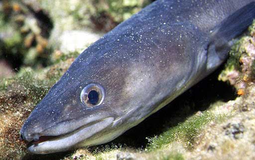 Морской угорь (conger conger).