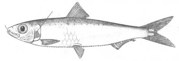 Сардина (Sordino pilchardus).