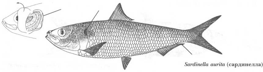Сардинелла (Sardinella aurita).