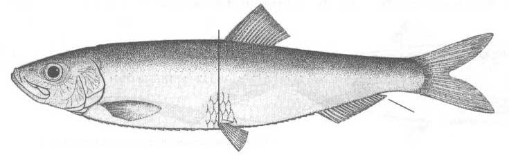 Шпрот (Sprattus sprattus).
