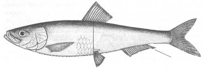 Килька (Clupeonella cultriventris).
