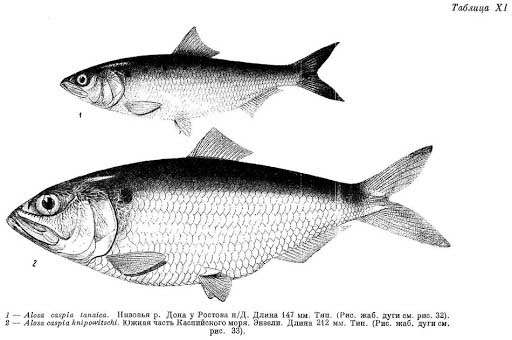 Каспийско-черноморский пузанок (Alosa caspia).