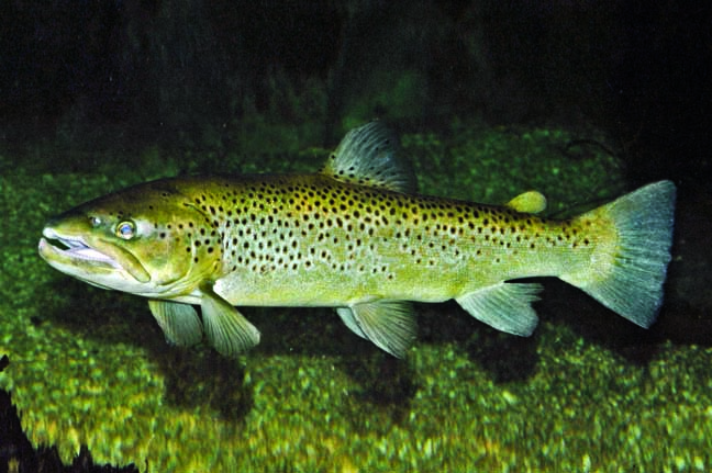 Лососеобразные Чёрного моря - отряд salmoniformes.