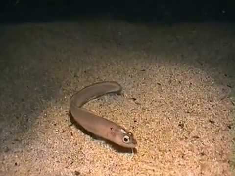 Ошибнеобразные Чёрного моря - отряд ophidiiformes.