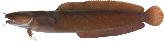 Трескообразные Чёрного моря - отряд gadiformes.