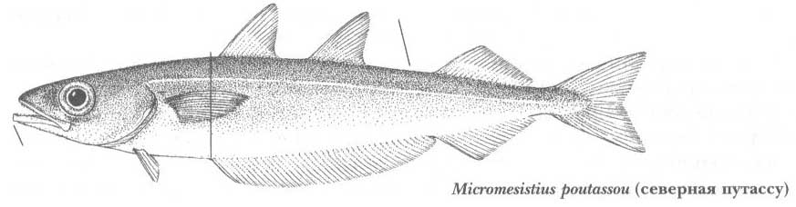 Micromesistius poutassou (северная путассу).