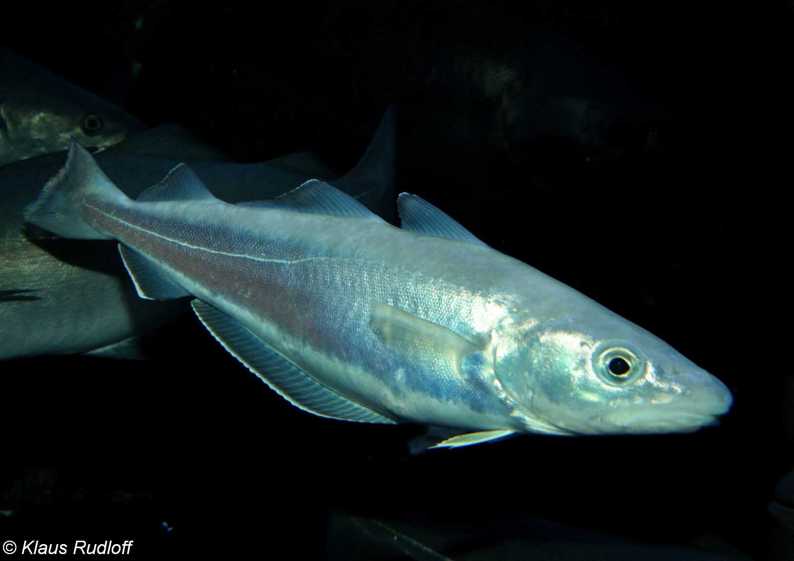 Мерланг (Merlangius merlangus).