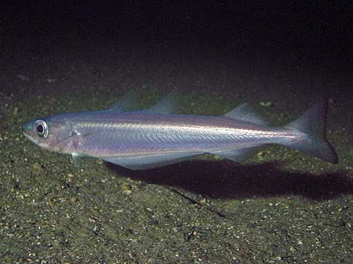 Путассу северная (Micromesistius poutassou).