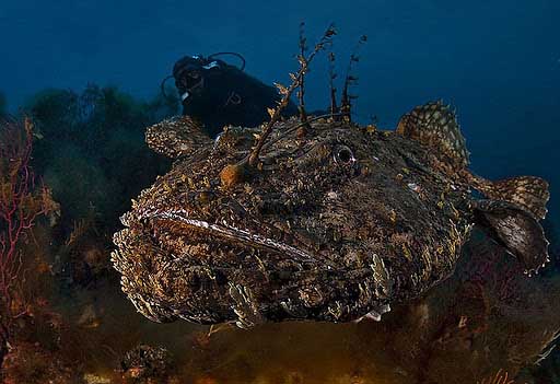 Морской черт или европейский удильщик.