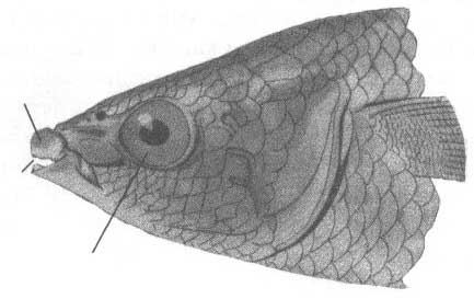 Chelon labrosus (губач).