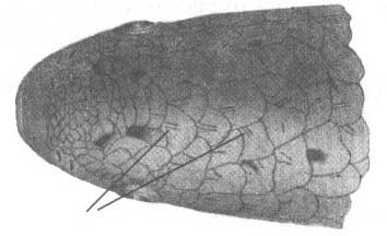 Liza saliens (остронос).